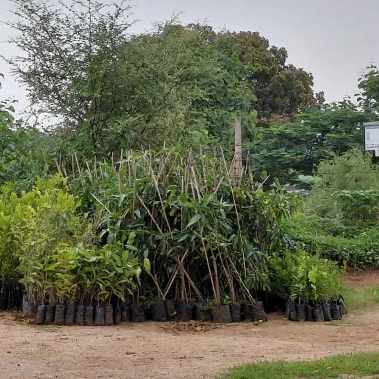 Environment
